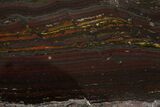 Polished Tiger Iron Stromatolite Section - Billion Years #314329-1